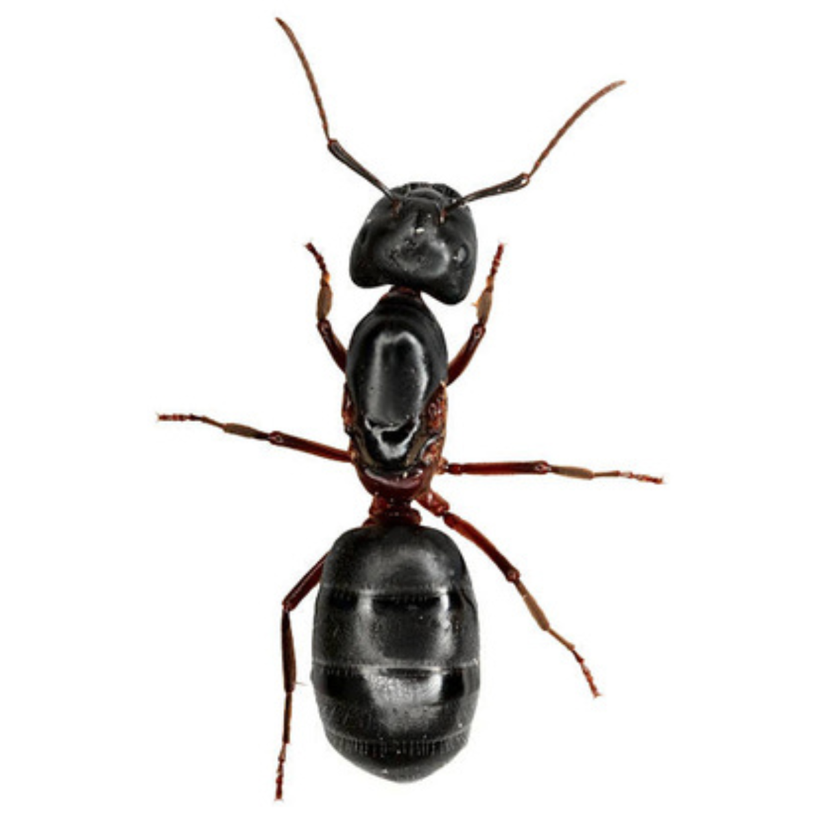 Ant