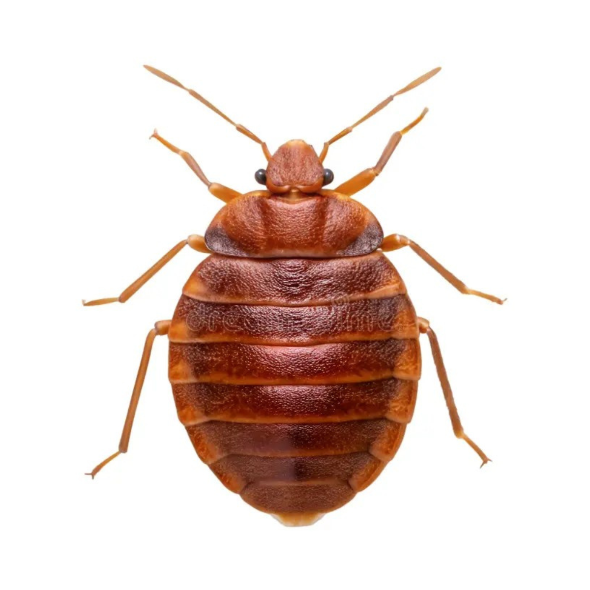 Bed bug