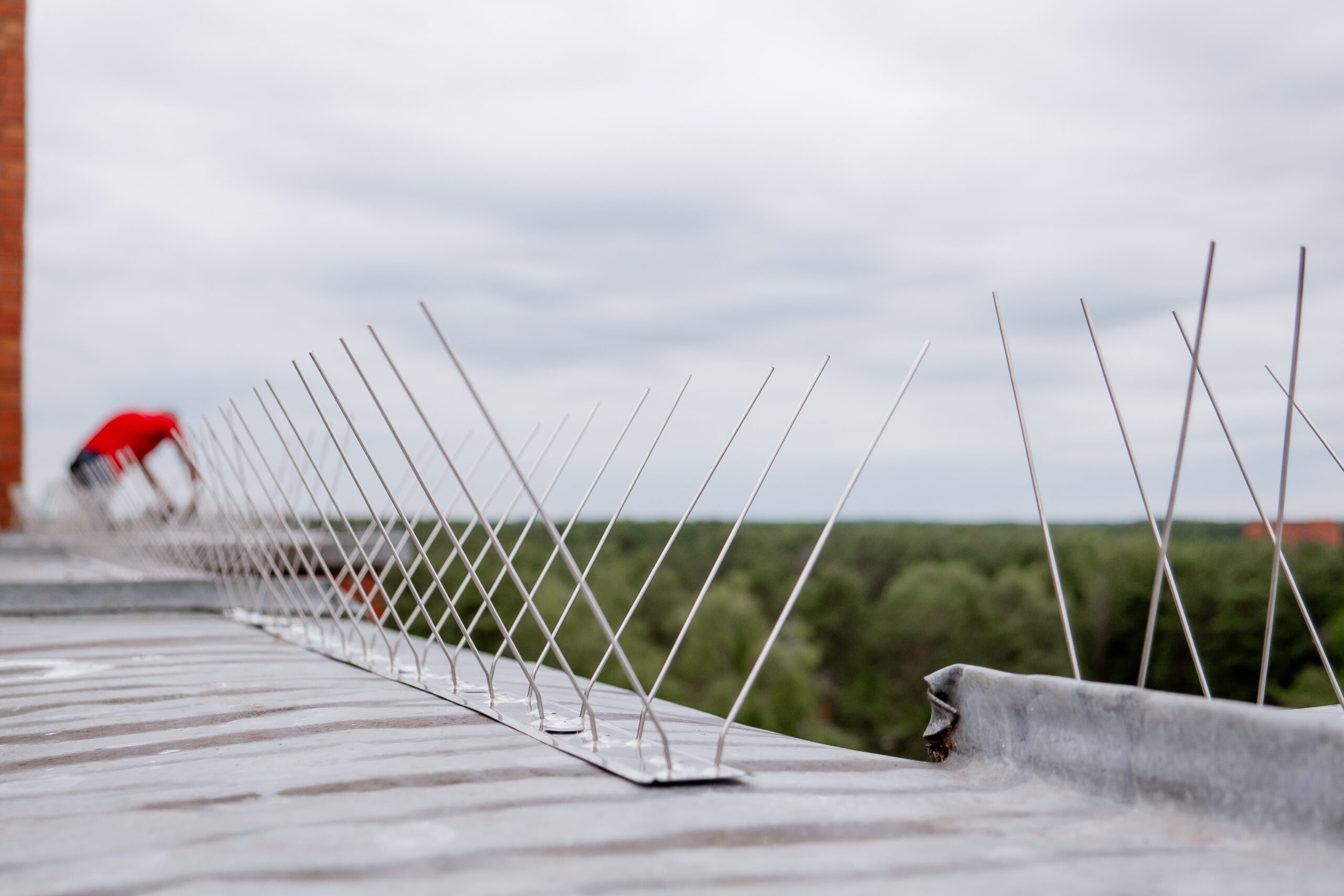 Bird spikes on a ledge