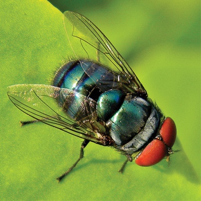 Blow fly
