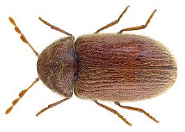 Drugstore beetles, a common stored product insect