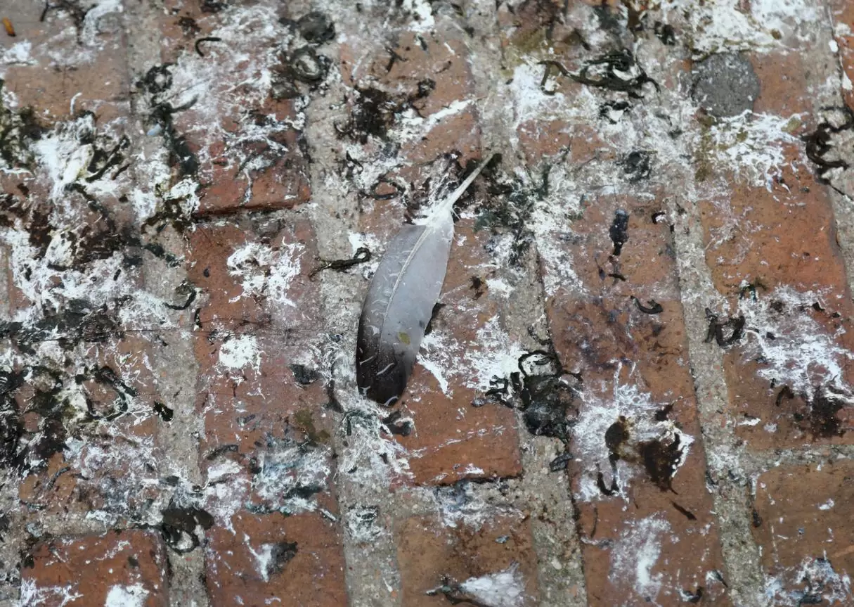Building surfaces affected by pigeon fouling