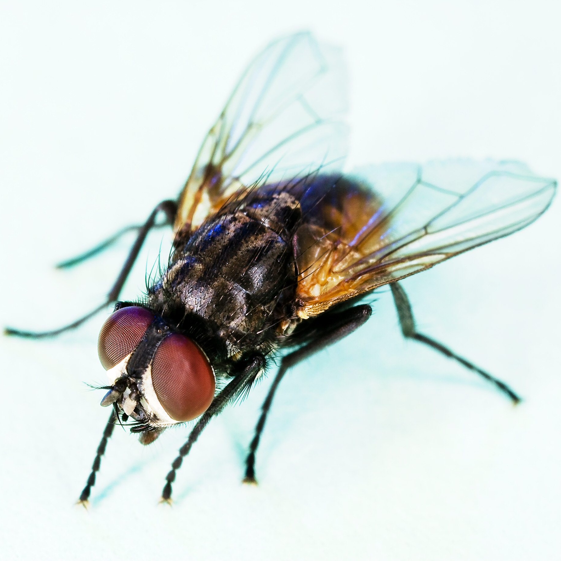 House fly close-up