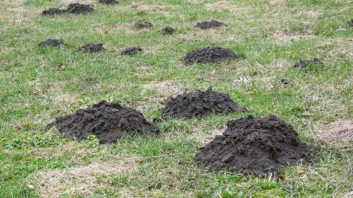 Molehills across a lawn