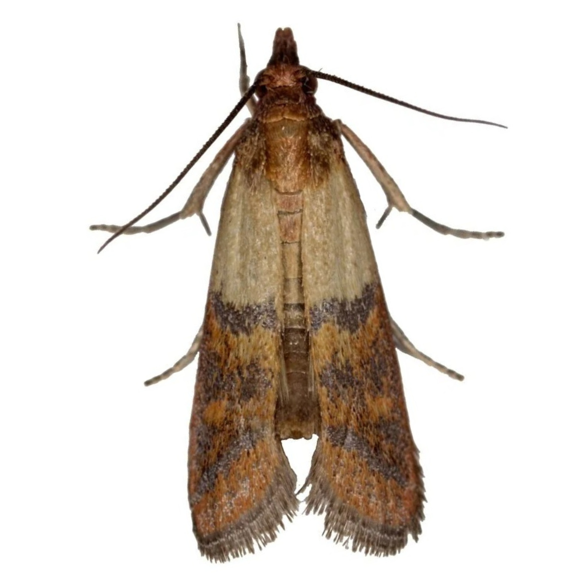 Clothes moth