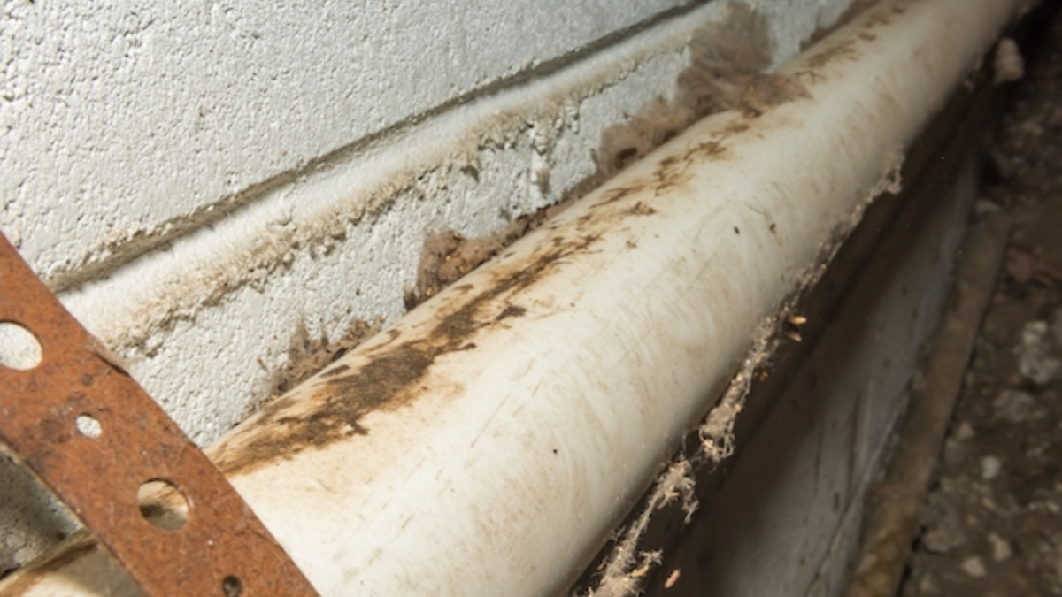 Grease marks left by rats along a pipe