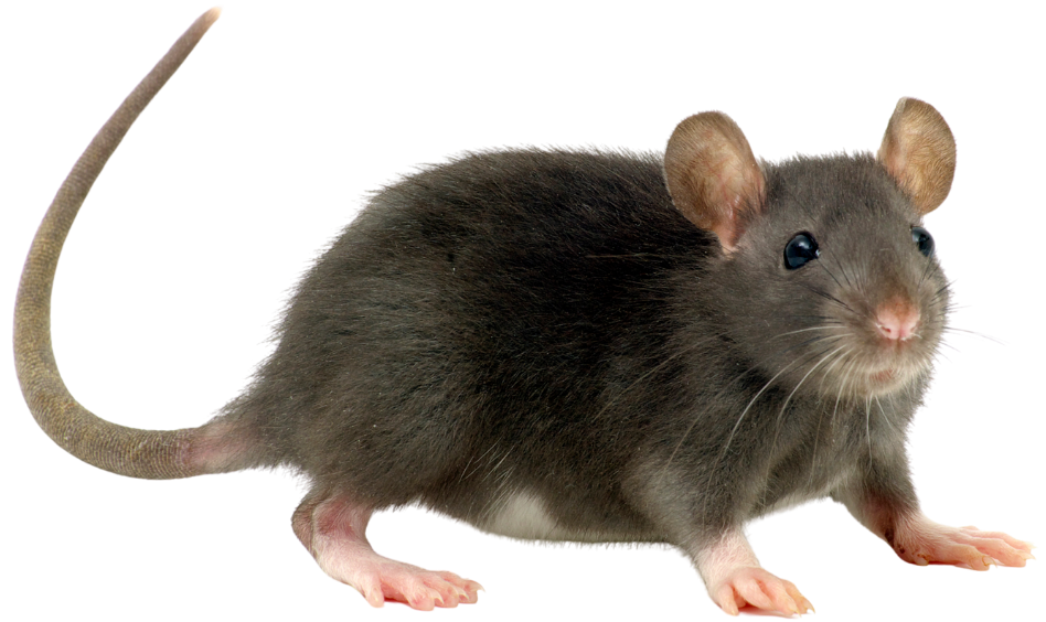 Brown rat, the autumn pest of the season