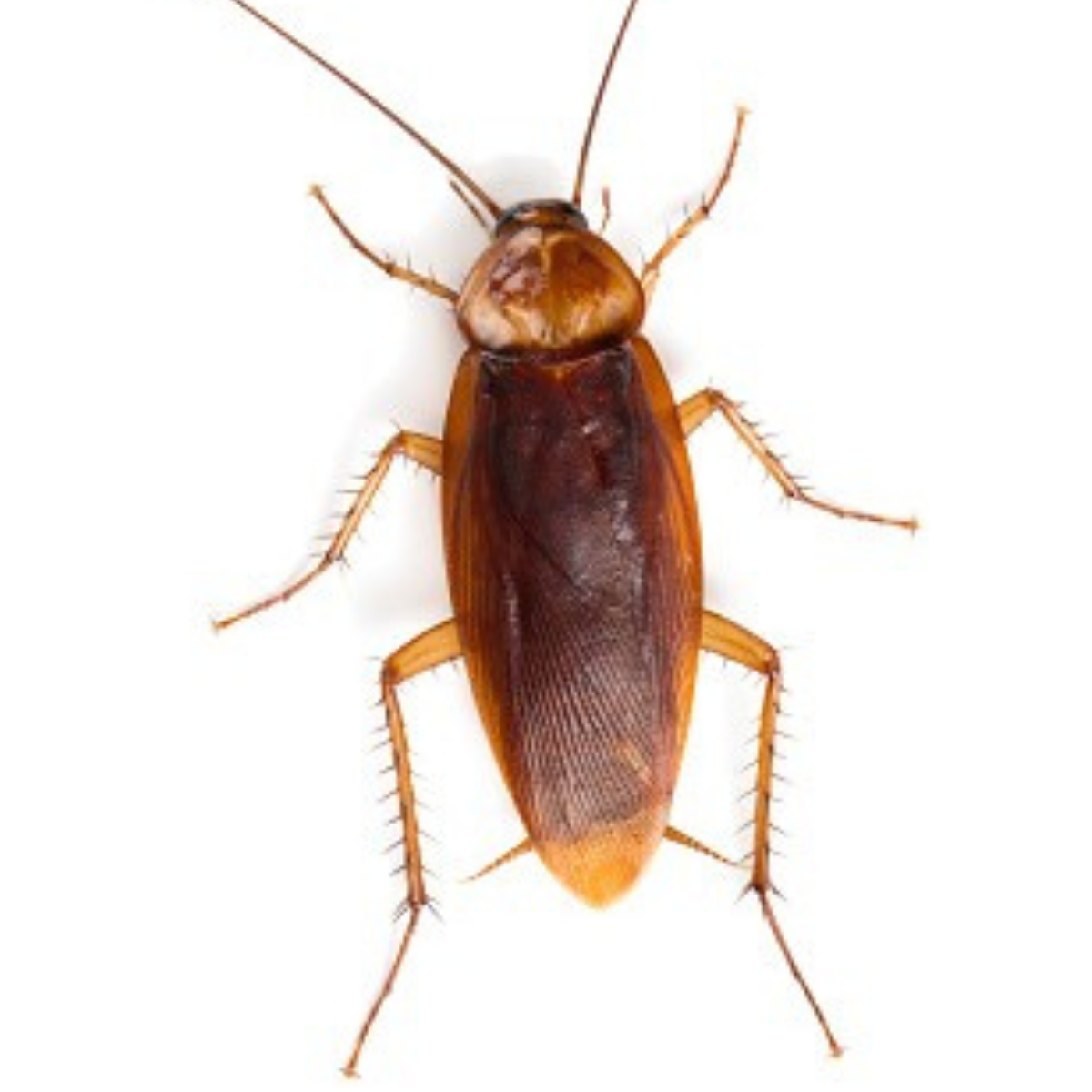 Cockroach