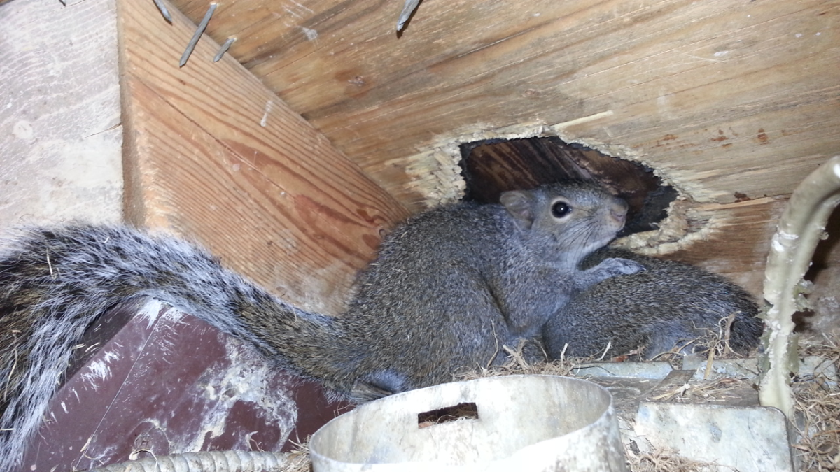 Squirrel in a roof space