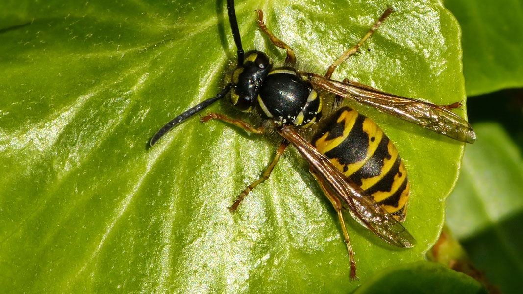 Wasp on a flower